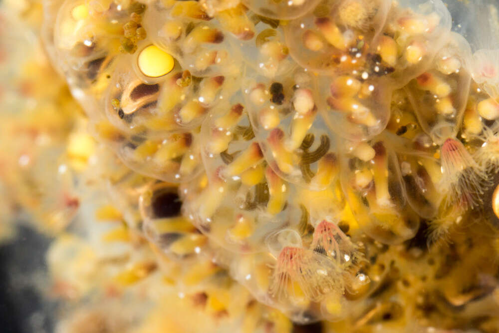 close-up of a bryozoan colony