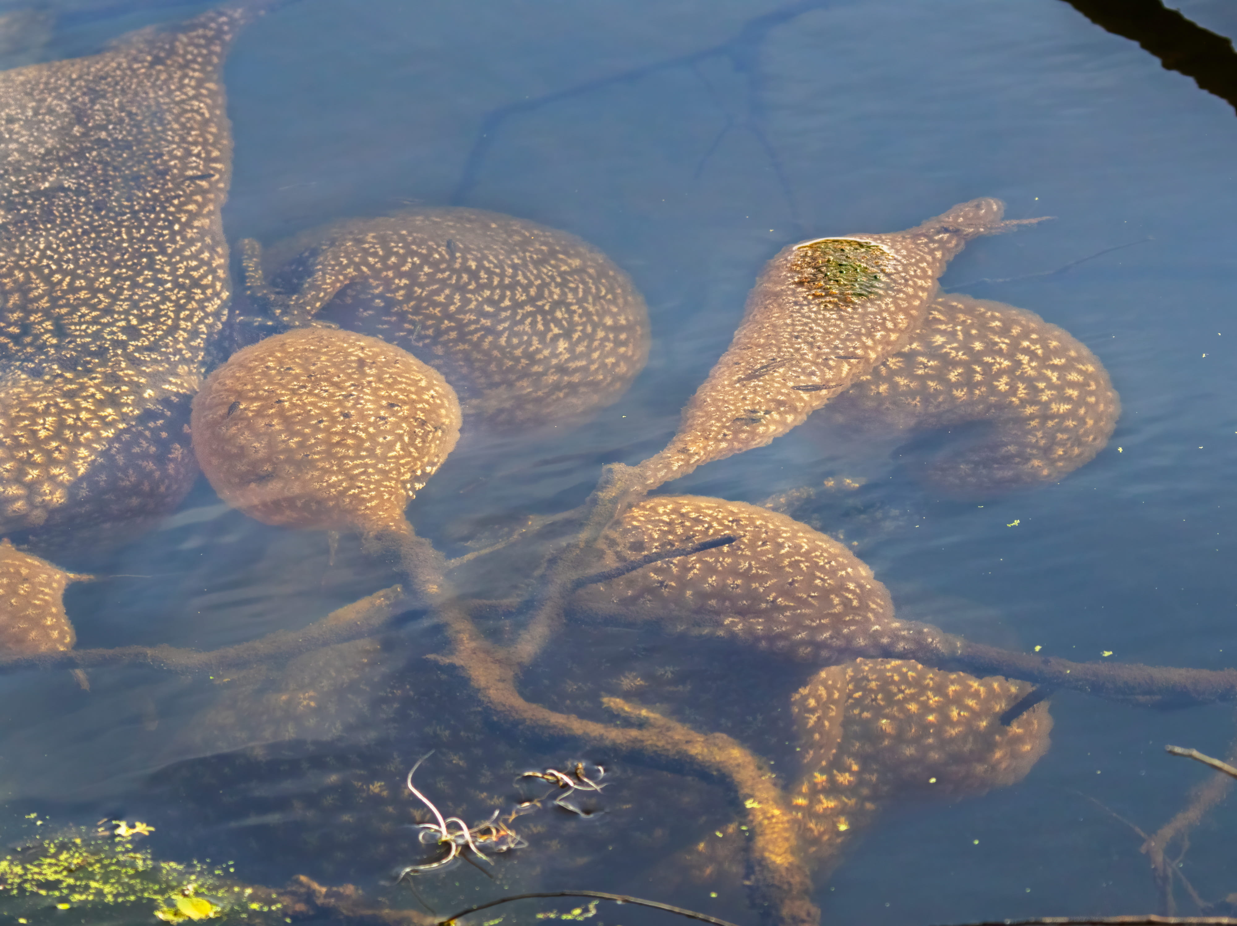 several bryozoan colonies under water with the sun shining through the water onto them.