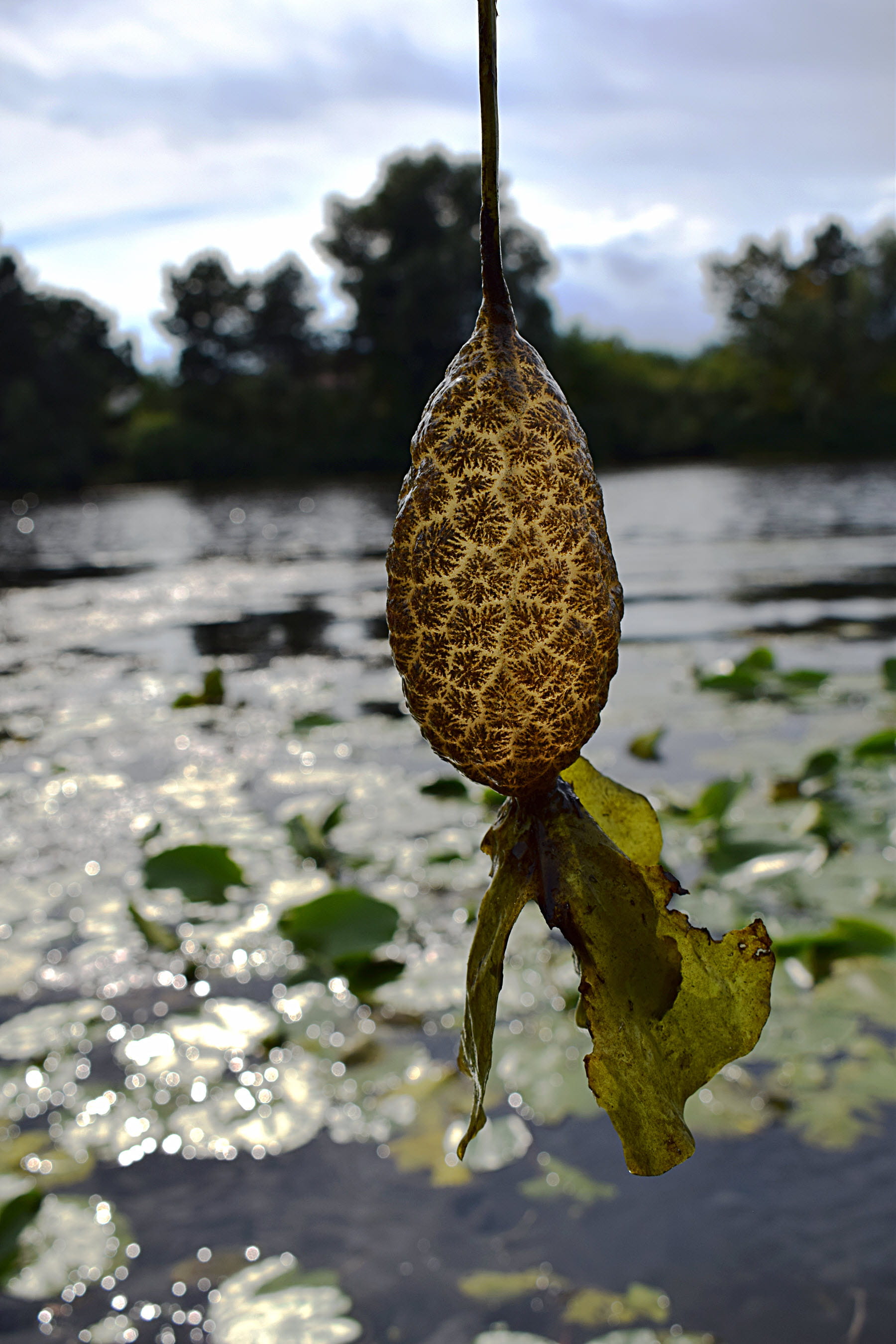 A bryozoan lifted out of the water by the stem of the aquatic plant attached to it