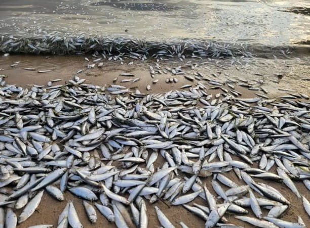 A large pile of dead fish on a sandy shore and more fish being pushed on the shore by waves of water.