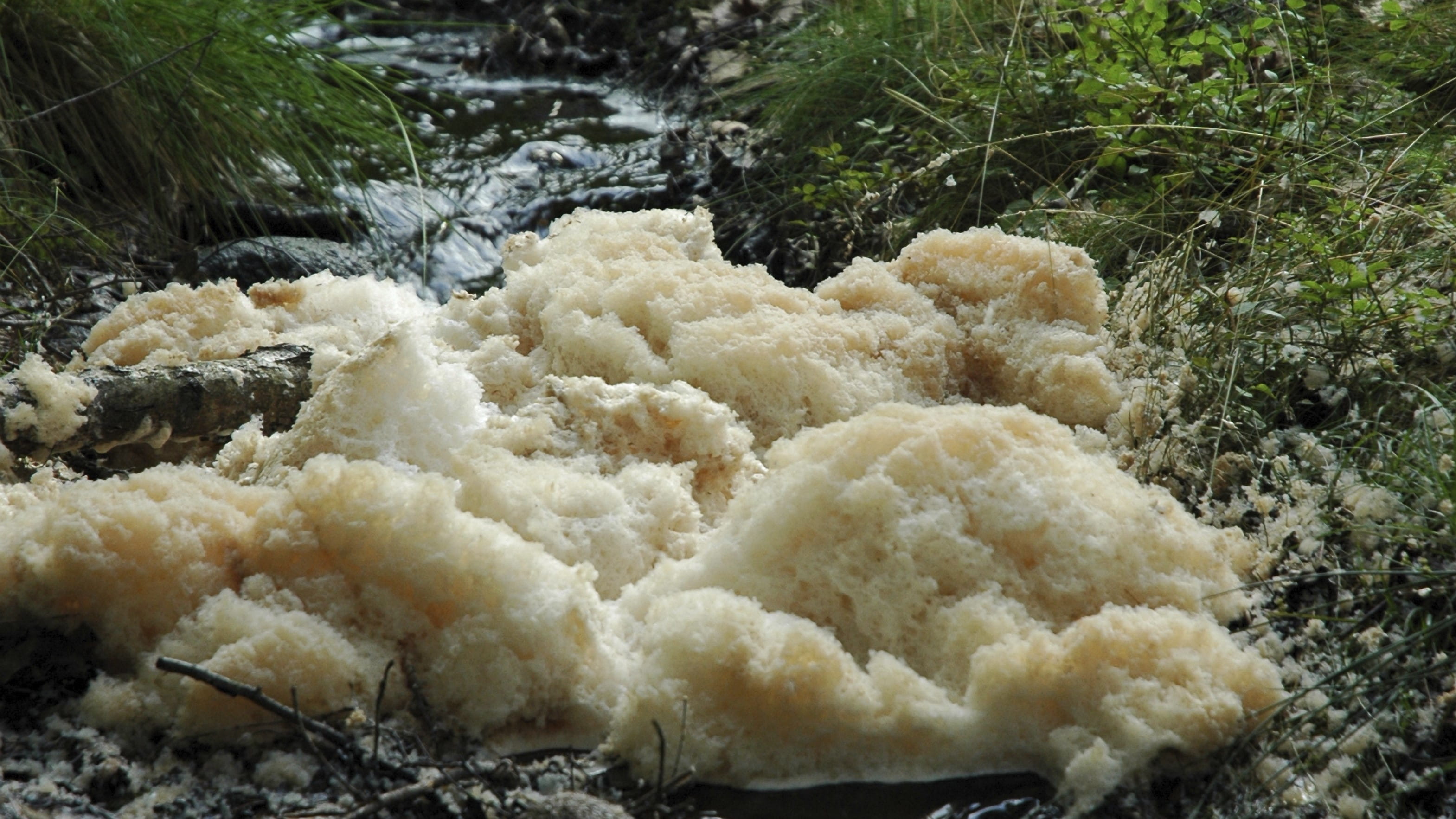 A clump of white foam tinged brown on top of a river