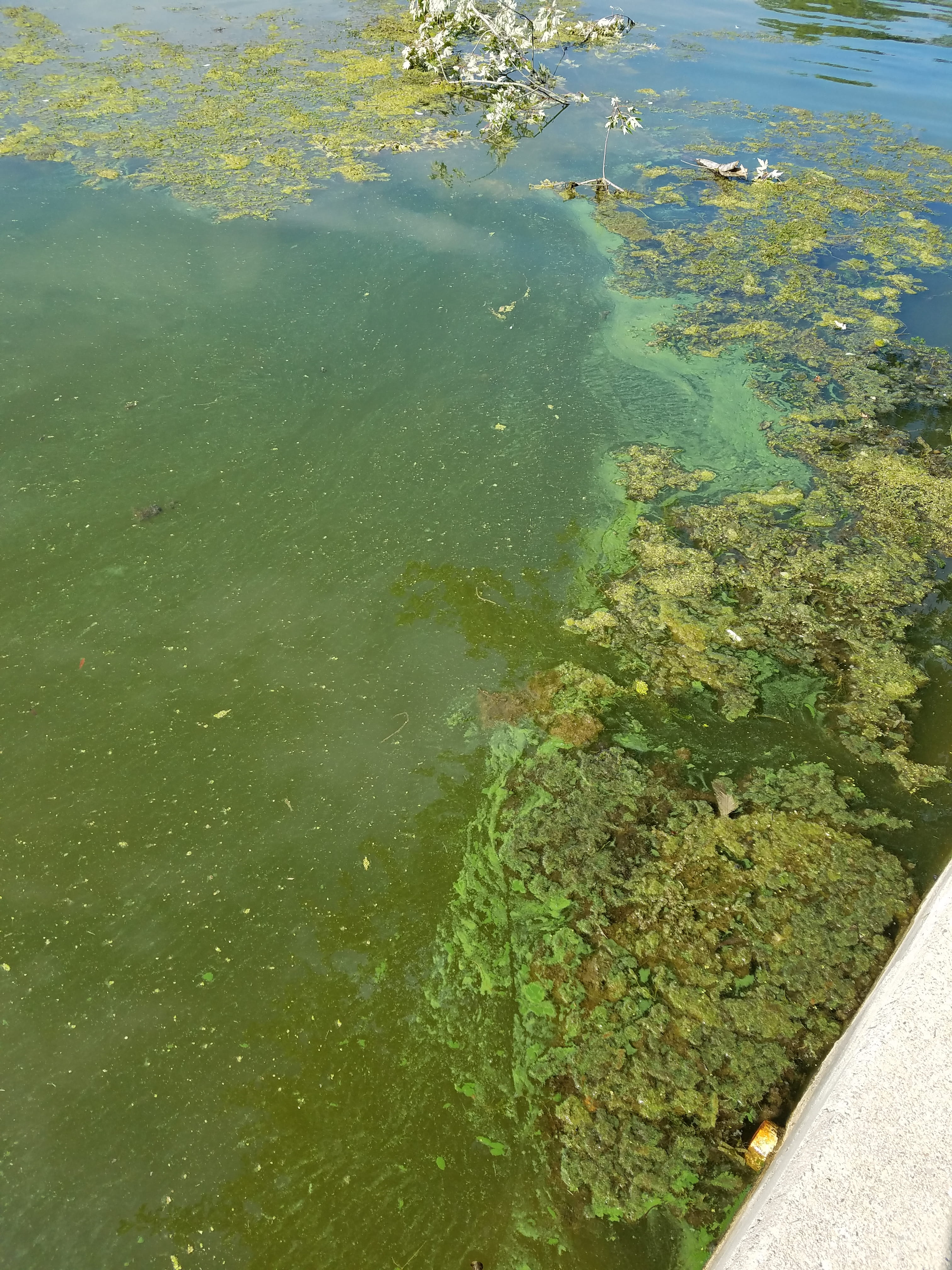 Green Algae in lake water