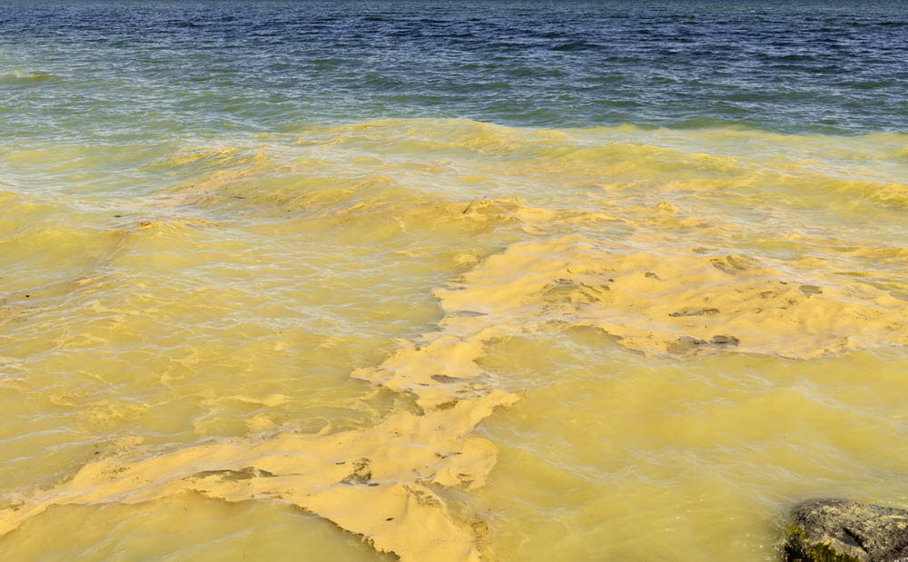 pollen on large lake