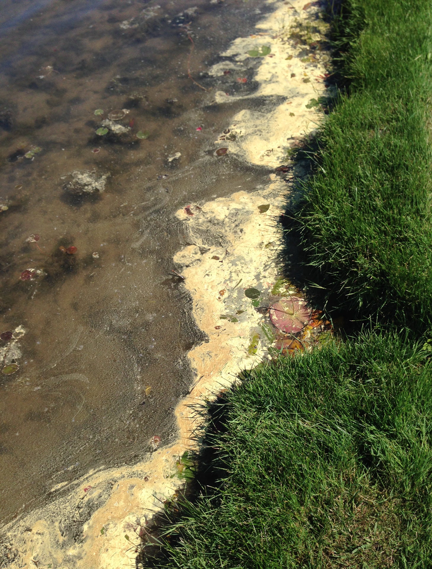 pollen along grassy lake shoreline
