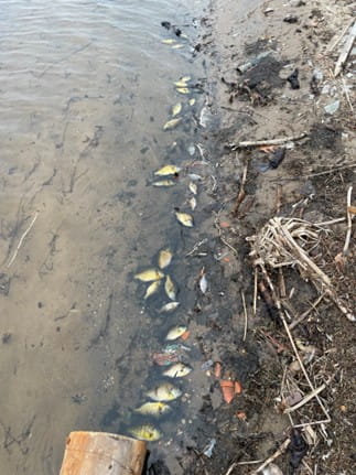 A shoreline of Bear Lake with multiple dead fish, mostly yellowish in color, scattered along the shallow water and wet sand. Debris, including sticks and plant material, is visible along the edge.