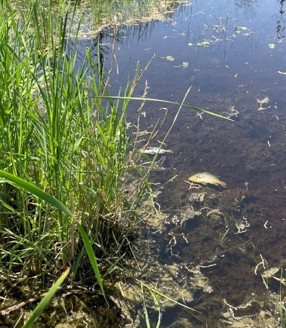 Two dead sunfish floating near the water’s edge of a pond surrounded by trees and vegetation in summer.