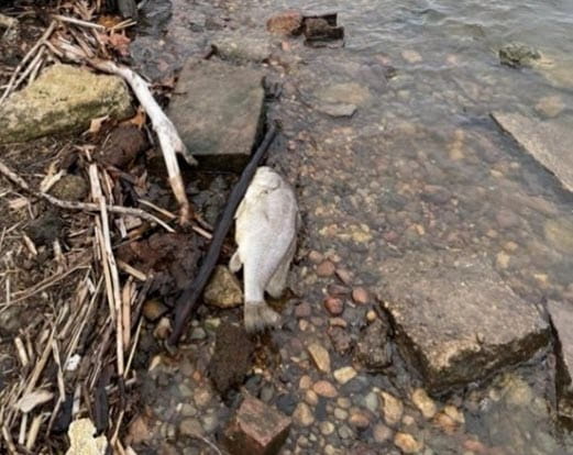 large dead fish lying near the rocky water’s edge of a lake surrounded by scattered debris