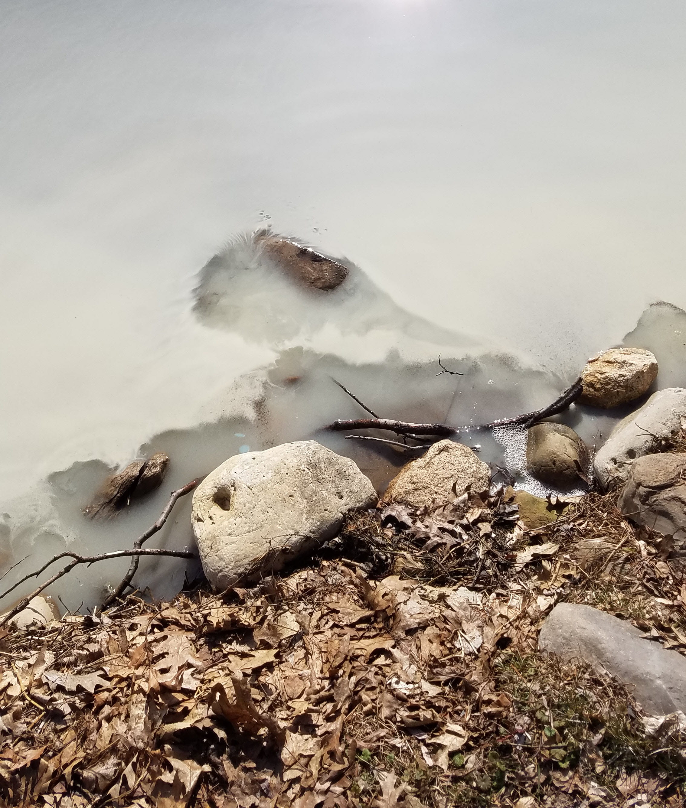 calcium carbonate precipitate causes water to look white and milky at rocky shore of lake