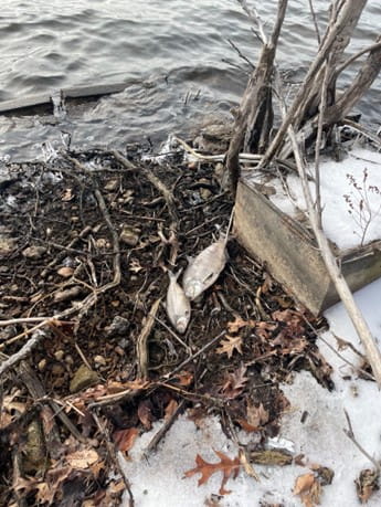 Two dead fish on the shore of a lake, surrounded by debris including sticks, rocks, and leaves. Patches of snow and ice are visible on the ground.