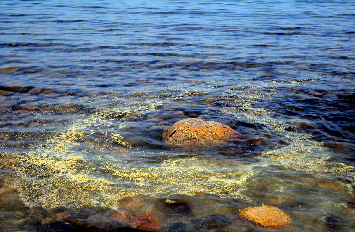 pollen drifts around rocks in a lake