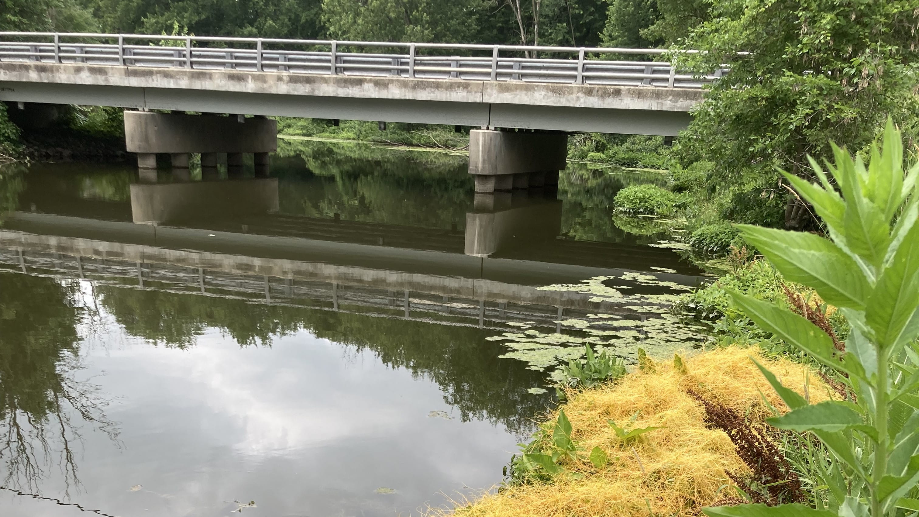 A lush riverbank where a water quality sample was obtained