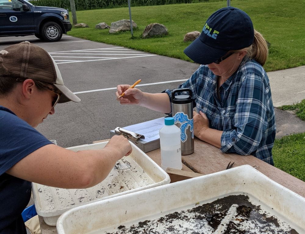 Two EGLE staff examining organisms from a sample of a stream to assess water quality
