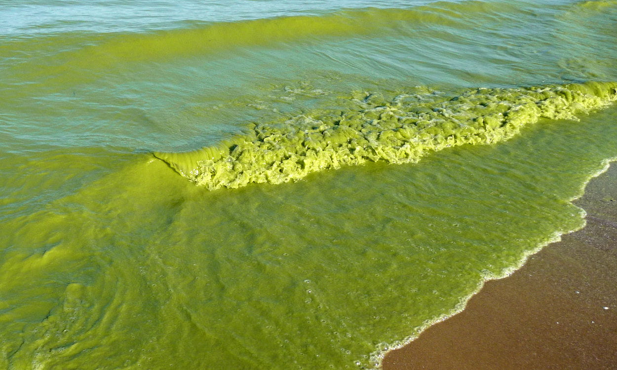 Lake Erie - green Algae