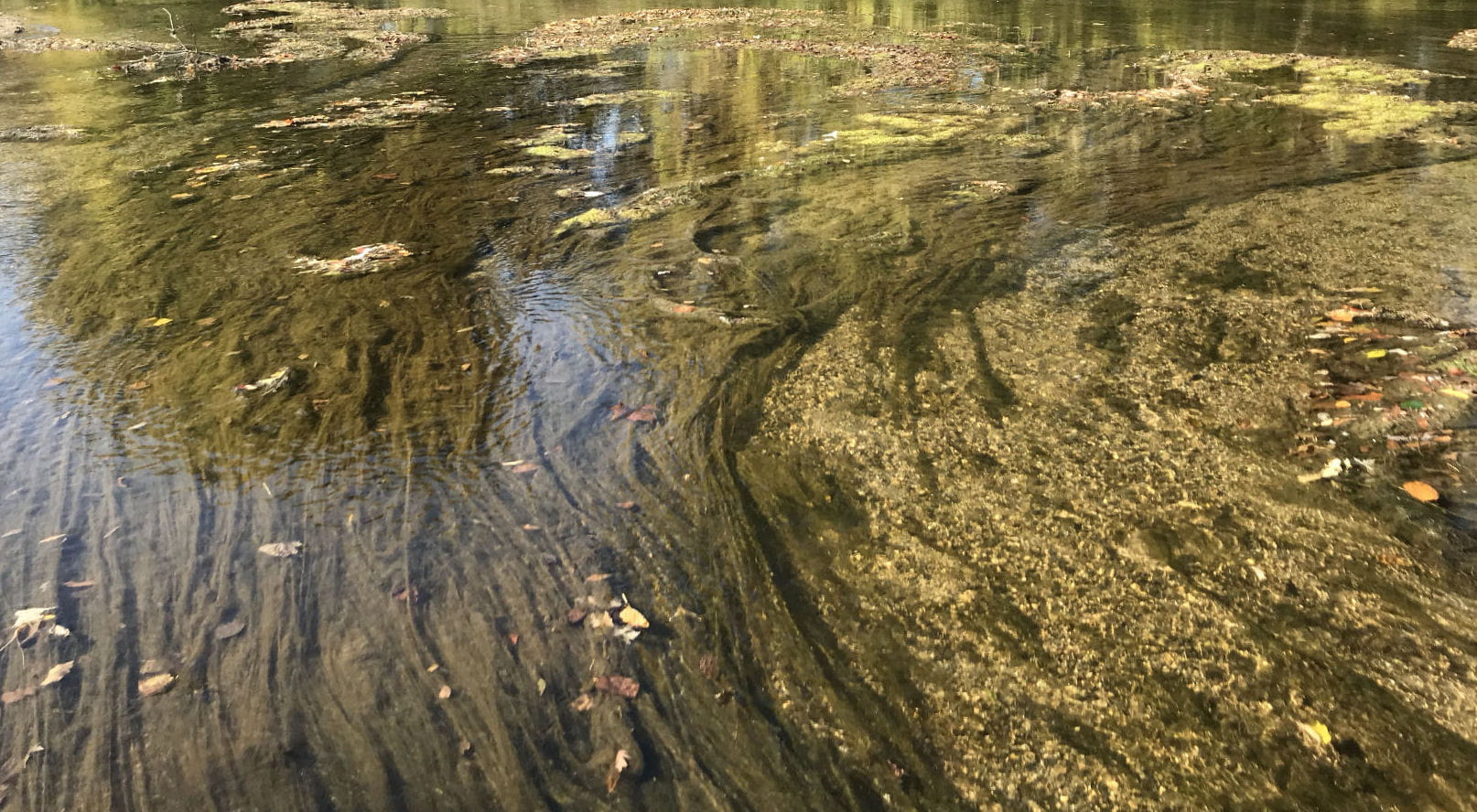 TMDL banner - Pine River