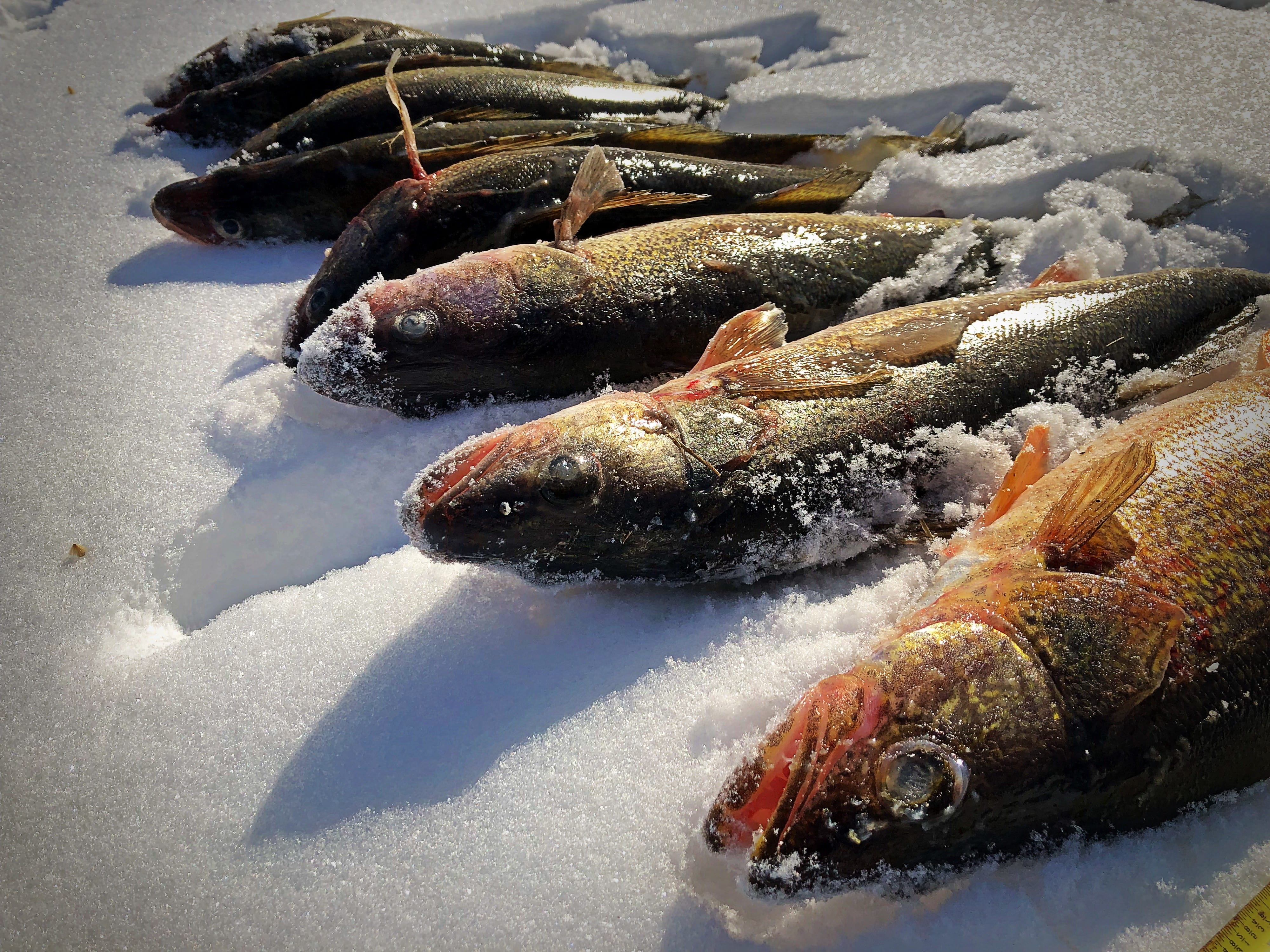 Walleye lined up on ice and snow