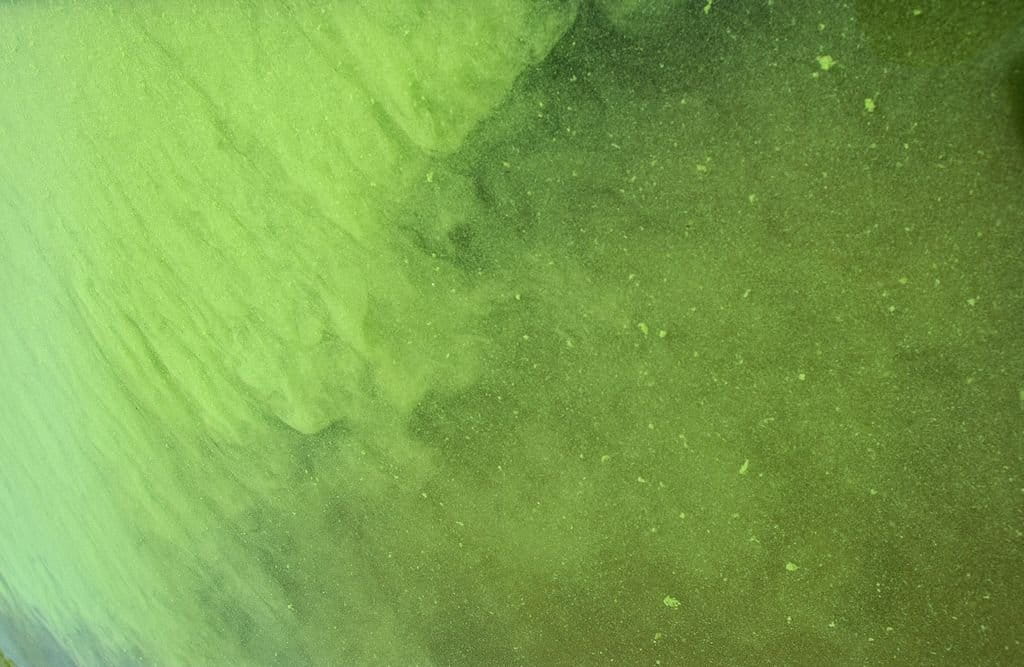 Aerial photo of algal bloom. Photo credit: Tom Archer