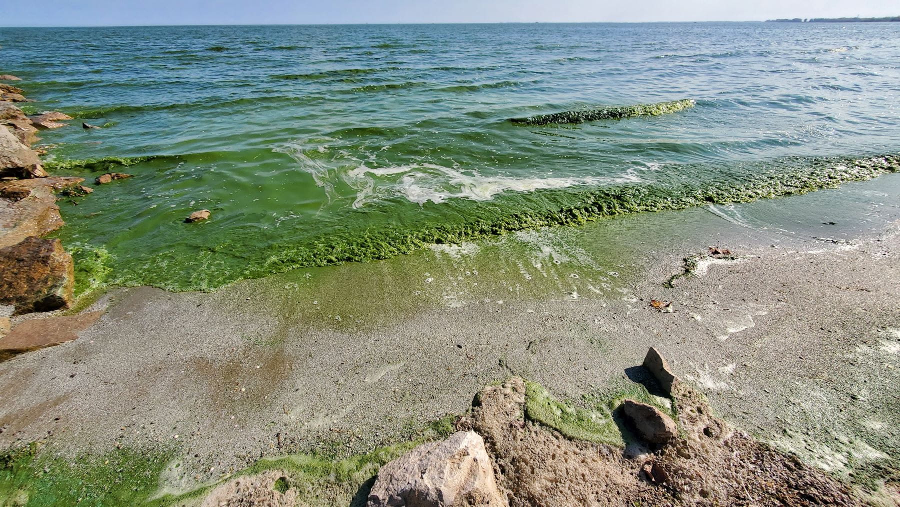 Lake Erie surf churns up green algae.
