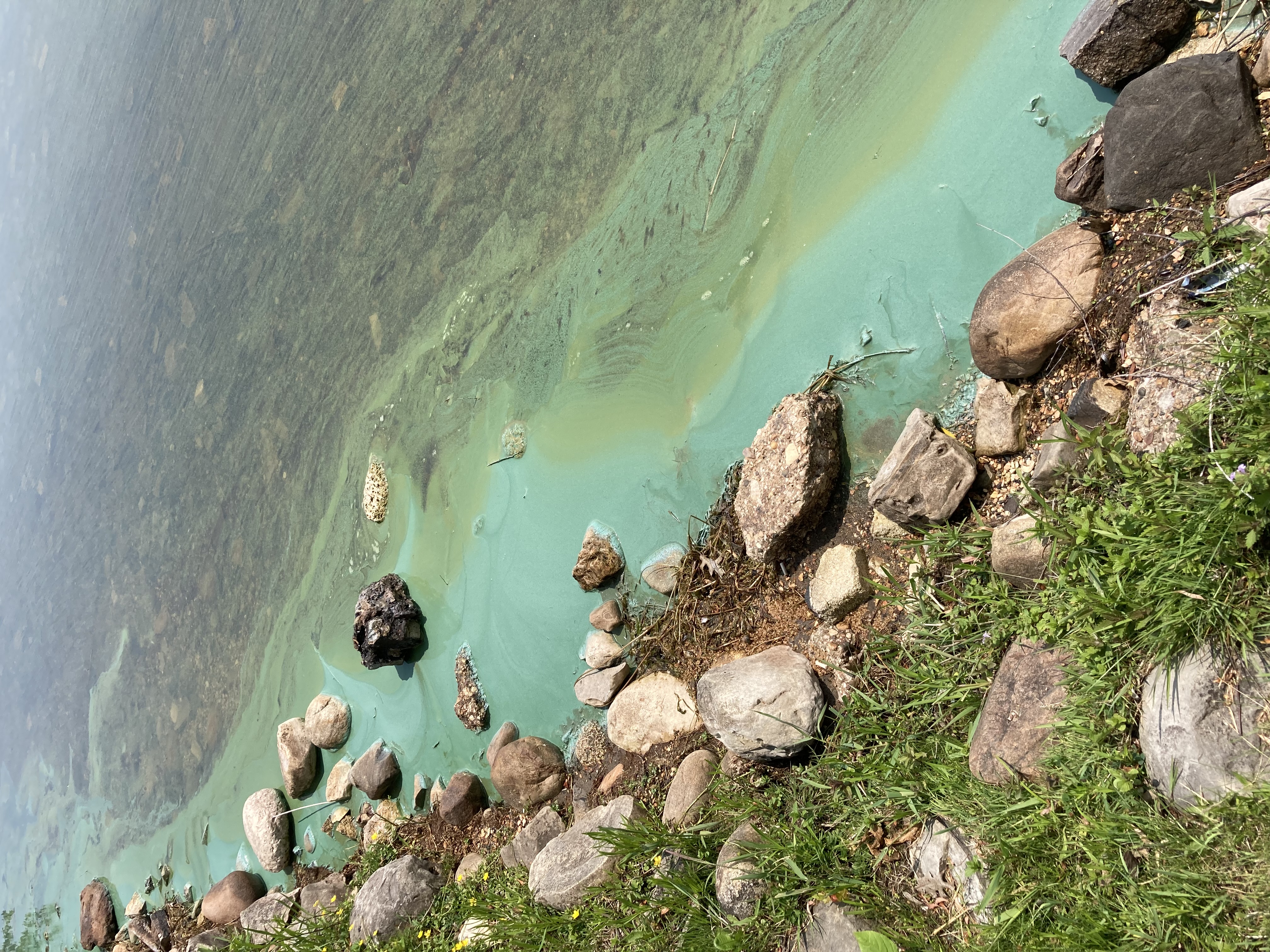 A Harmful Algal Bloom on Lake Cadillac in June 2023.