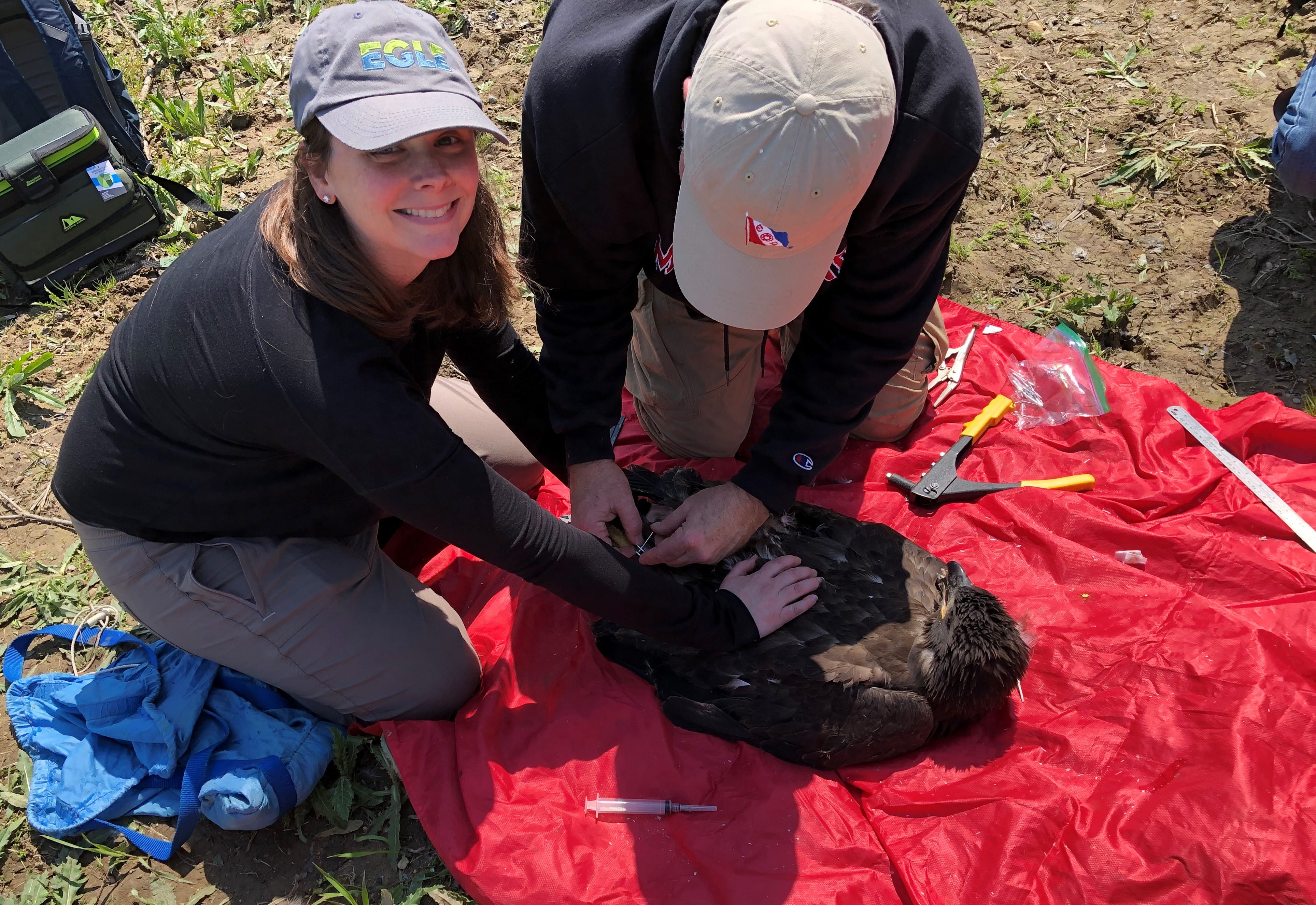 Sara Nedrich, EGLE toxicologist, holds a bald eaglet’s talons, while William Bowerman, distinguished professor at University of Maryland, places an identification band on its leg. 