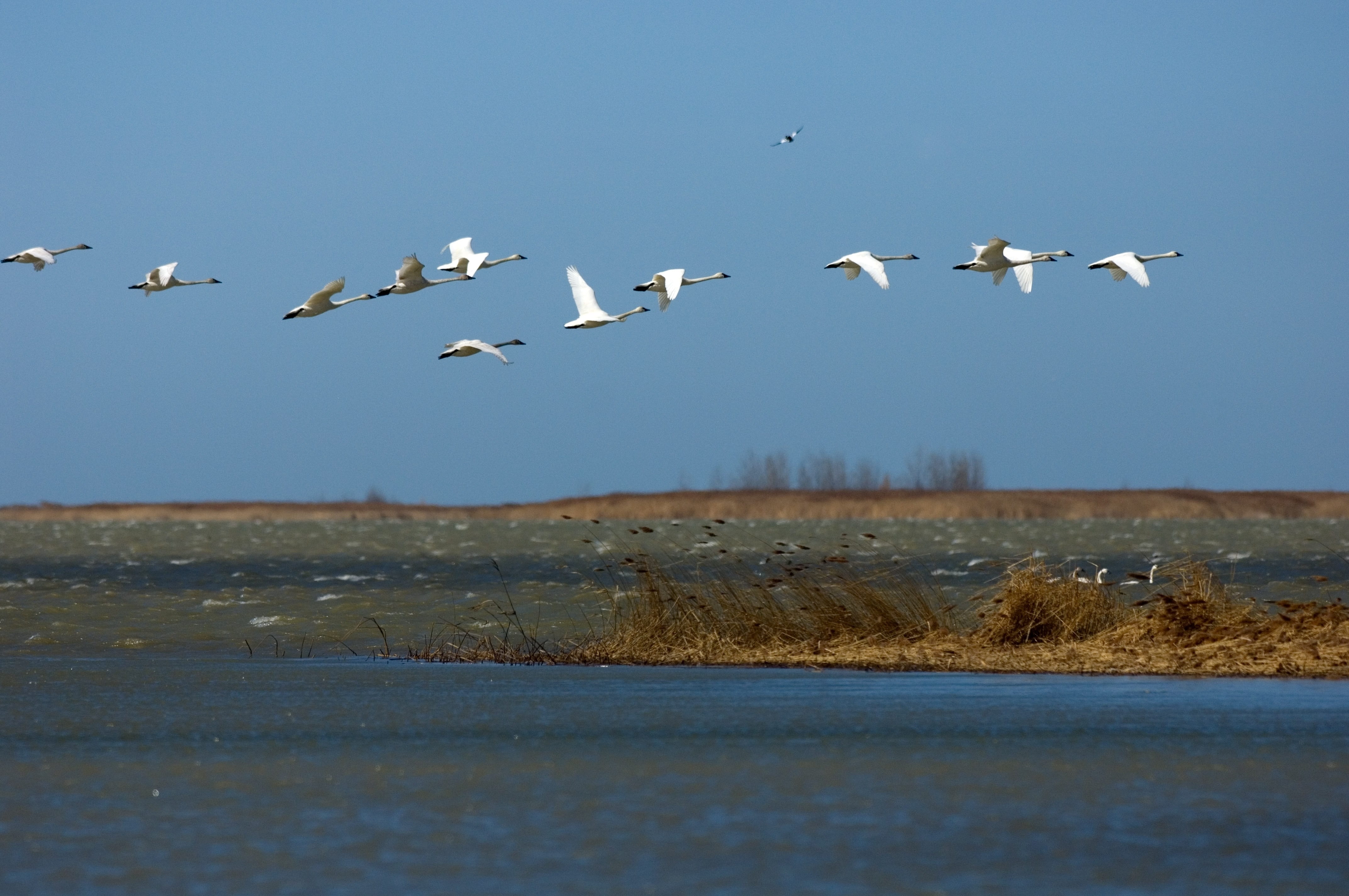 Trumpeter swans during a spring migration between Bay Port and Fish Point in the Saginaw Bay.  Courtesy DNR.