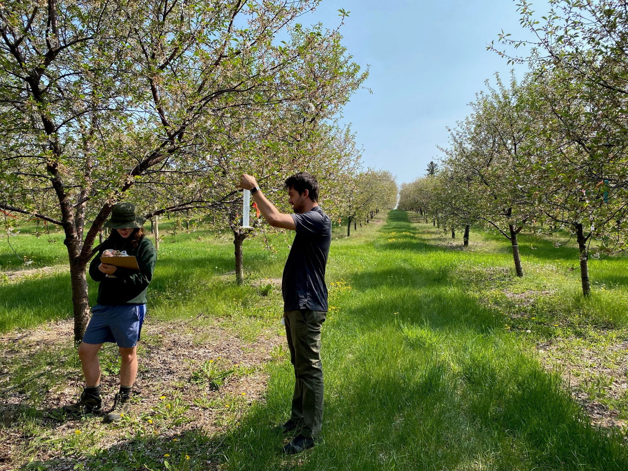 Researchers evaluate the uniformity of a drip irrigation system in a Michigan cherry orchard. Photo courtesy of MSU Extension.