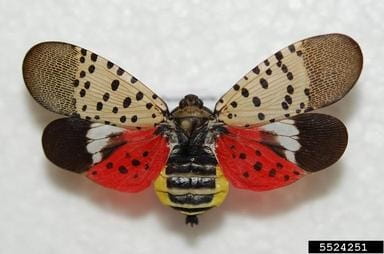 Spotted lanternfly with wings open