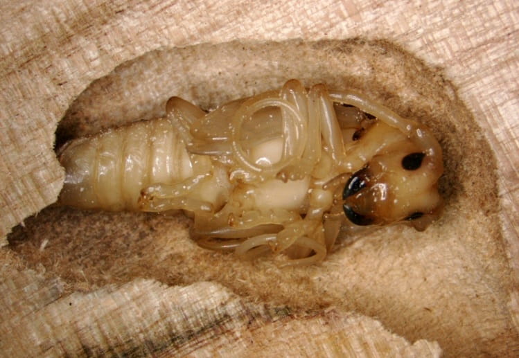 A cut-away of a tree trunk showing a pale Asian longhorned beetle larva on its back with dark eyes, dark mouth parts and coiled antennae, nestled in a gallery.