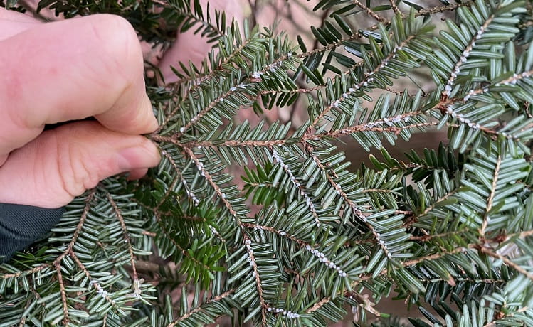 A thumb and forefinger hold a hemlock branch with white, cottony ovisacs on the undersides of needles close to the stem.
