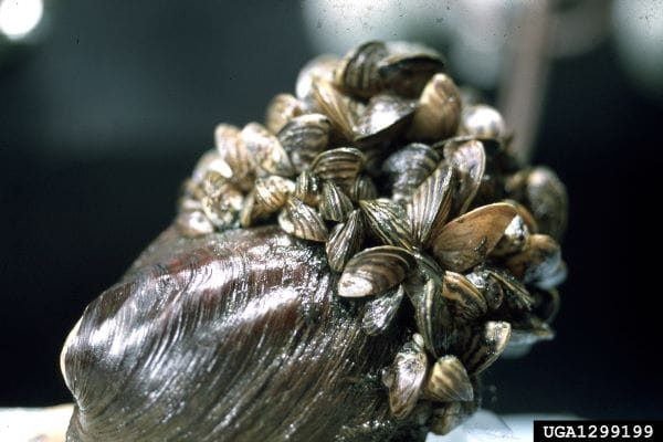 Dozens of invasive zebra mussels cover the shell opening of a native mussel.