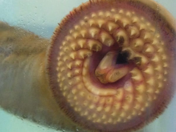 A closeup of an invasive sea lamprey's mouth, showing the circular rows of teeth used to suck blood from fish. 