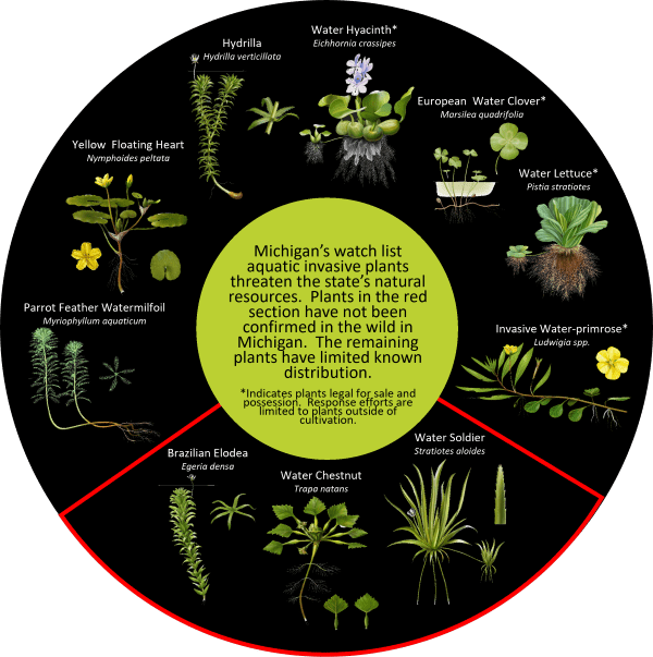 A wheel-shaped graphic identifying the 10 watch list aquatic invasive plants in Michigan.