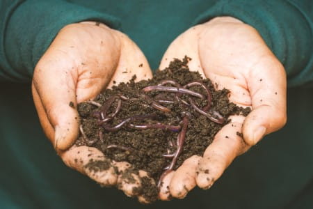 Earthworms for composting in person's hands.
