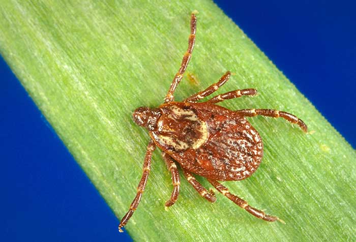American Dog Tick 