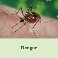 Dengue Placeholder Image