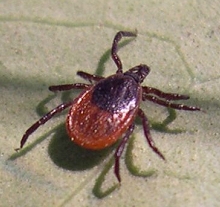 A Homegrown Black-Legged Tick