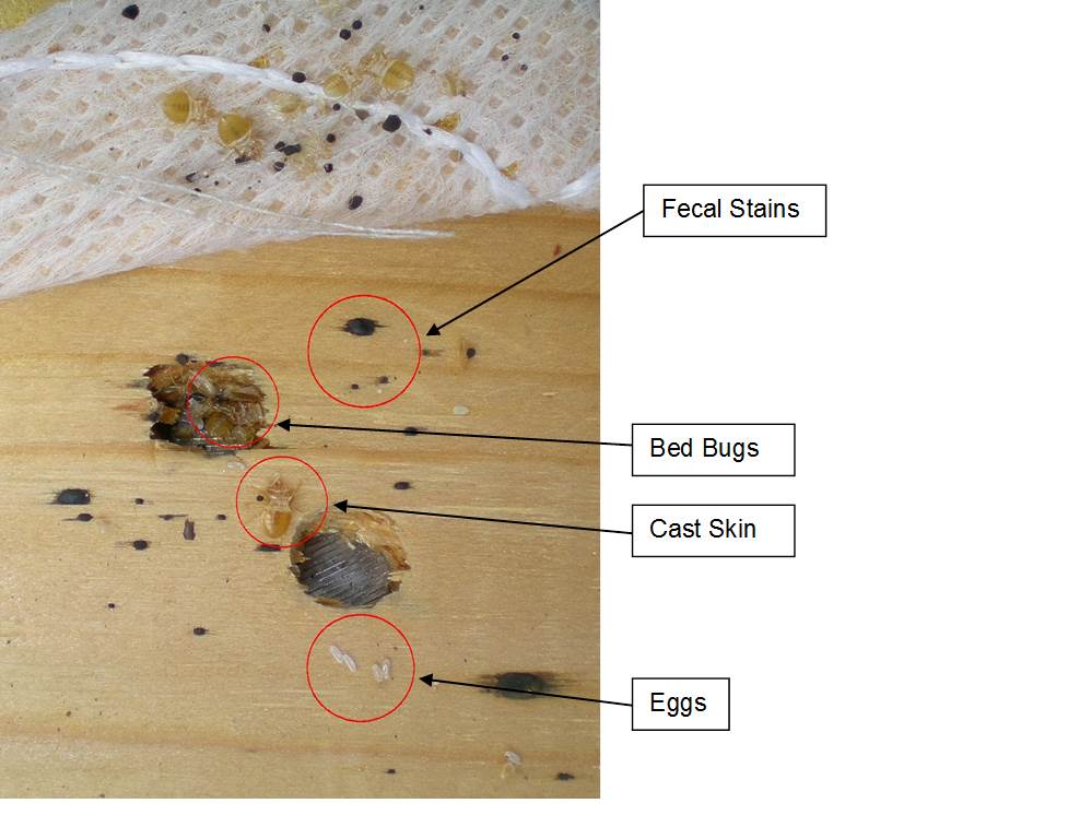 Bed bug signs (labeled)