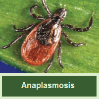 Anaplasmosis