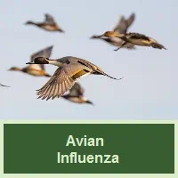 Avian Influenza