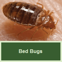 Bed Bugs