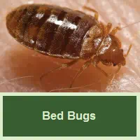 Bed Bugs