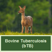 Bovine Tuberculosis, Image of deer in a field