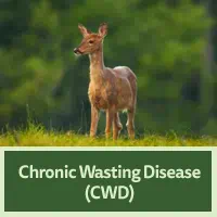 Chronic Wasting Disease, photo of a Deer Chronic Wasting Disease, photo of a Deer