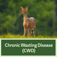 Chronic Wasting Disease, Image of deer standing in a field