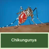 Chikungunya