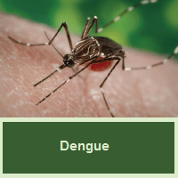 Dengue