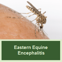 Eastern Equine Encephalitis