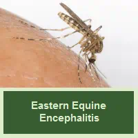 Eastern Equine Encephalitis