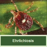 Ehrlichiosis