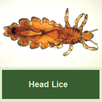 Head Lice