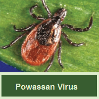 Powassan Virus